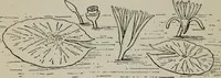 An illustration from Evolution in art : as illustrated by the life-histories of designs (1902)