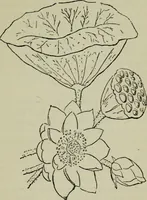 Picture 57 of 109 from Evolution in art : as illustrated by the life-histories of designs (1902), leaf 158