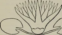 An illustration from Evolution in art : as illustrated by the life-histories of designs (1902)