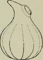 An illustration from Evolution in art : as illustrated by the life-histories of designs (1902)