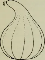 An illustration from Evolution in art : as illustrated by the life-histories of designs (1902)