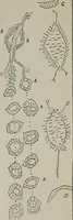 An illustration from Evolution in art : as illustrated by the life-histories of designs (1902)