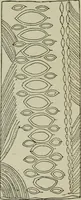 An illustration from Evolution in art : as illustrated by the life-histories of designs (1902)
