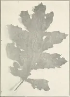 An illustration from The evolution of architectural ornament (1913)