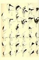 An illustration from Evolution of the colors of North American Land Birds (1893)