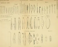 Picture 17 of 23 from The evolution of culture, and other essays (1906), leaf 199