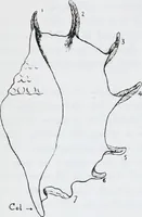An illustration from The evolution of the dragon (1919)