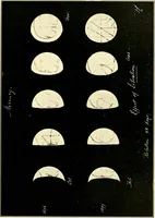 An illustration from The evolution of worlds (1909)