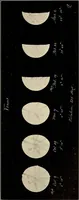 An illustration from The evolution of worlds (1909)