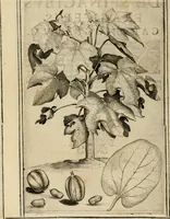 An illustration from Exactissima descriptio rariorum quarundam plantarum, que continentur Rome in Horto Farnesiano (1625)