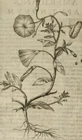 Picture 45 of 57 from Exactissima descriptio rariorum quarundam plantarum, que continentur Rome in Horto Farnesiano (1625), leaf 103