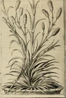 Picture 48 of 57 from Exactissima descriptio rariorum quarundam plantarum, que continentur Rome in Horto Farnesiano (1625), leaf 105