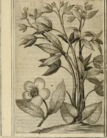 Picture 49 of 57 from Exactissima descriptio rariorum quarundam plantarum, que continentur Rome in Horto Farnesiano (1625), leaf 107