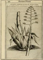 Picture 51 of 57 from Exactissima descriptio rariorum quarundam plantarum, que continentur Rome in Horto Farnesiano (1625), leaf 109