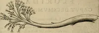An illustration from Exactissima descriptio rariorum quarundam plantarum, que continentur Rome in Horto Farnesiano (1625)