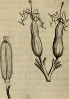 An illustration from Exactissima descriptio rariorum quarundam plantarum, que continentur Rome in Horto Farnesiano (1625)