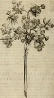 Picture 56 of 57 from Exactissima descriptio rariorum quarundam plantarum, que continentur Rome in Horto Farnesiano (1625), leaf 113