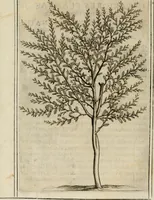 Picture 10 of 57 from Exactissima descriptio rariorum quarundam plantarum, que continentur Rome in Horto Farnesiano (1625), leaf 17