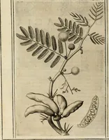 Picture 13 of 57 from Exactissima descriptio rariorum quarundam plantarum, que continentur Rome in Horto Farnesiano (1625), leaf 19