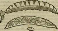 An illustration from Exactissima descriptio rariorum quarundam plantarum, que continentur Rome in Horto Farnesiano (1625)