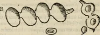 An illustration from Exactissima descriptio rariorum quarundam plantarum, que continentur Rome in Horto Farnesiano (1625)