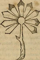 Picture 21 of 57 from Exactissima descriptio rariorum quarundam plantarum, que continentur Rome in Horto Farnesiano (1625), leaf 53