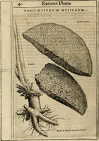 Picture 22 of 57 from Exactissima descriptio rariorum quarundam plantarum, que continentur Rome in Horto Farnesiano (1625), leaf 55