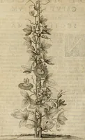 Picture 24 of 57 from Exactissima descriptio rariorum quarundam plantarum, que continentur Rome in Horto Farnesiano (1625), leaf 65