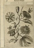 Picture 25 of 57 from Exactissima descriptio rariorum quarundam plantarum, que continentur Rome in Horto Farnesiano (1625), leaf 67