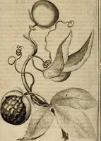 Picture 26 of 57 from Exactissima descriptio rariorum quarundam plantarum, que continentur Rome in Horto Farnesiano (1625), leaf 73