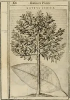 Picture 27 of 57 from Exactissima descriptio rariorum quarundam plantarum, que continentur Rome in Horto Farnesiano (1625), leaf 75