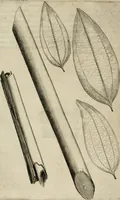 An illustration from Exactissima descriptio rariorum quarundam plantarum, que continentur Rome in Horto Farnesiano (1625)
