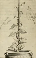Picture 32 of 57 from Exactissima descriptio rariorum quarundam plantarum, que continentur Rome in Horto Farnesiano (1625), leaf 85