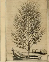 Picture 34 of 57 from Exactissima descriptio rariorum quarundam plantarum, que continentur Rome in Horto Farnesiano (1625), leaf 87