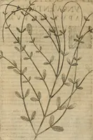Picture 36 of 57 from Exactissima descriptio rariorum quarundam plantarum, que continentur Rome in Horto Farnesiano (1625), leaf 89