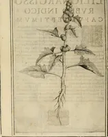 Picture 41 of 57 from Exactissima descriptio rariorum quarundam plantarum, que continentur Rome in Horto Farnesiano (1625), leaf 99