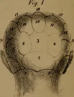 An illustration from An examination of phrenology; (1837)