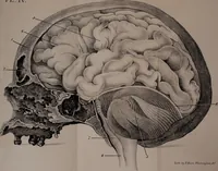 An illustration from An examination of phrenology; (1837)