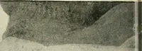 An illustration from Examination questions in biology, botany, chemistry, drawing, geography, physics, zoölogy (1920)