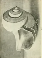 An illustration from Examination questions in biology, botany, chemistry, drawing, geography, physics, zoölogy (1920)