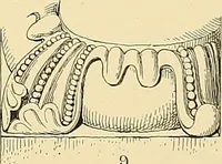 An illustration from Examples of English medieval foliage and coloured decoration, taken from buildings of the twelfth to the fifteenth century: with descriptive letterpress (1874)