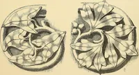 An illustration from Examples of English medieval foliage and coloured decoration, taken from buildings of the twelfth to the fifteenth century: with descriptive letterpress (1874)