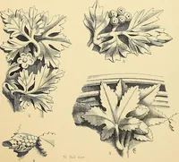 An illustration from Examples of English medieval foliage and coloured decoration, taken from buildings of the twelfth to the fifteenth century: with descriptive letterpress (1874)