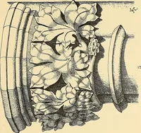 An illustration from Examples of English medieval foliage and coloured decoration, taken from buildings of the twelfth to the fifteenth century: with descriptive letterpress (1874)
