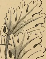 An illustration from Examples of English medieval foliage and coloured decoration, taken from buildings of the twelfth to the fifteenth century: with descriptive letterpress (1874)