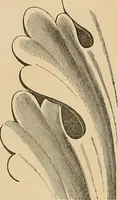An illustration from Examples of English medieval foliage and coloured decoration, taken from buildings of the twelfth to the fifteenth century: with descriptive letterpress (1874)
