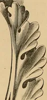 An illustration from Examples of English medieval foliage and coloured decoration, taken from buildings of the twelfth to the fifteenth century: with descriptive letterpress (1874)