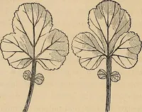 An illustration from Examples of English medieval foliage and coloured decoration, taken from buildings of the twelfth to the fifteenth century: with descriptive letterpress (1874)
