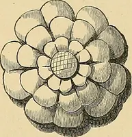An illustration from Examples of English medieval foliage and coloured decoration, taken from buildings of the twelfth to the fifteenth century: with descriptive letterpress (1874)