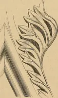 An illustration from Examples of English medieval foliage and coloured decoration, taken from buildings of the twelfth to the fifteenth century: with descriptive letterpress (1874)
